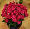 Pink Forest Rose rose photo