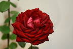 Guy Laroche rose photo