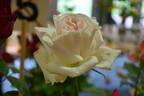Coeur de Neige rose photo