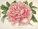 Alexandre II peony photo