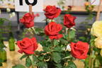 Kardinal 85 ™ rose photo