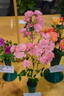 The Fairy rose photo
