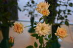 Party Girl ® rose photo