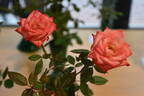 Heartbreaker rose photo