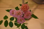 Mandarin rose photo