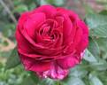 Nothing But Class™ rose photo