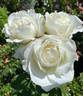 The Divine Miss M™ rose photo