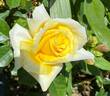 Lemontini™ rose photo