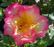 Olivier Roellinger ® rose photo