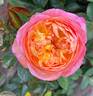 Rosomane Janon ® rose photo