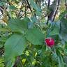 Baron Gonella rose photo