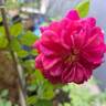 Roxy™ rose photo
