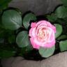 Cherry Explosion rose photo