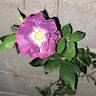 Princesse Sibilla de Luxembourg rose photo