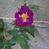 Princesse Sibilla de Luxembourg rose photo