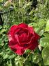 True Spirit rose photo