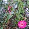 Gaard um Titzebierg rose photo