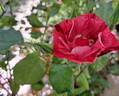 La Reine de la Nuit rose photo
