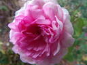 Pink Soupert rose photo