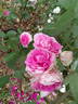 Pink Soupert rose photo