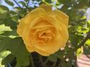 Shockwave™ rose photo
