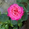 Cherry Explosion rose photo