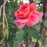 Favorite rose photo