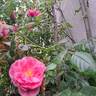 Invictus rose photo
