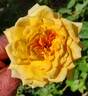 Ahimsa rose photo