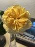 Dreaming Spires rose photo