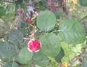 Purple Voluptia rose photo