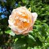 Jardin des Tuileries ® rose photo