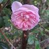 Scepter'd Isle rose photo