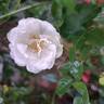 Yvonne Rabier rose photo