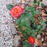 Sugar Candy Rose rose photo