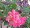 Jolie Provence rose photo