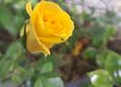 Anny Duperey ® rose photo