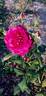 Johann Wolfgang von Goethe Rose rose photo