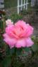 Chicago Peace rose photo