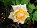 Empress Michiko rose photo