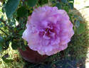 English Perfume ™ rose photo