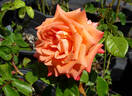 Fabergé rose photo