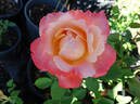Fascination rose photo