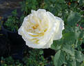 Folkmagic rose photo