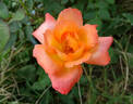 France Libre ® rose photo