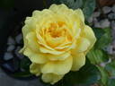 Yellow Meilove rose photo