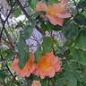 Fighting Temeraire rose photo