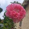 Borneo Odore Clg rose photo