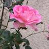 Borneo Odore Clg rose photo