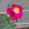Princesse Sibilla de Luxembourg rose photo